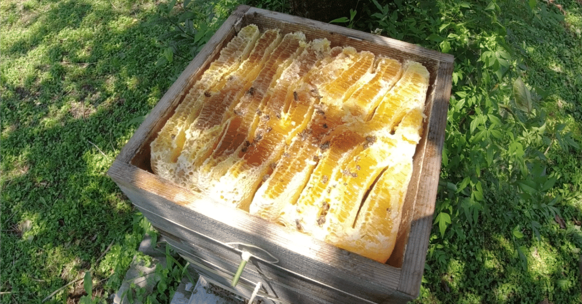 ニホンミツバチ巣ごと丸ごと！