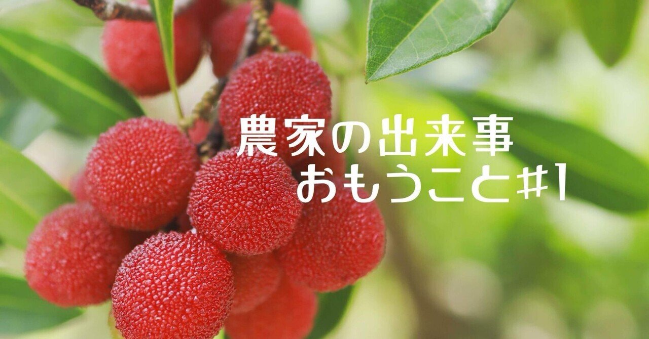 みかんやまもも 温室山北蜜柑 Mサイズ5K 特選 | 夏 Summer fruits,温室山北