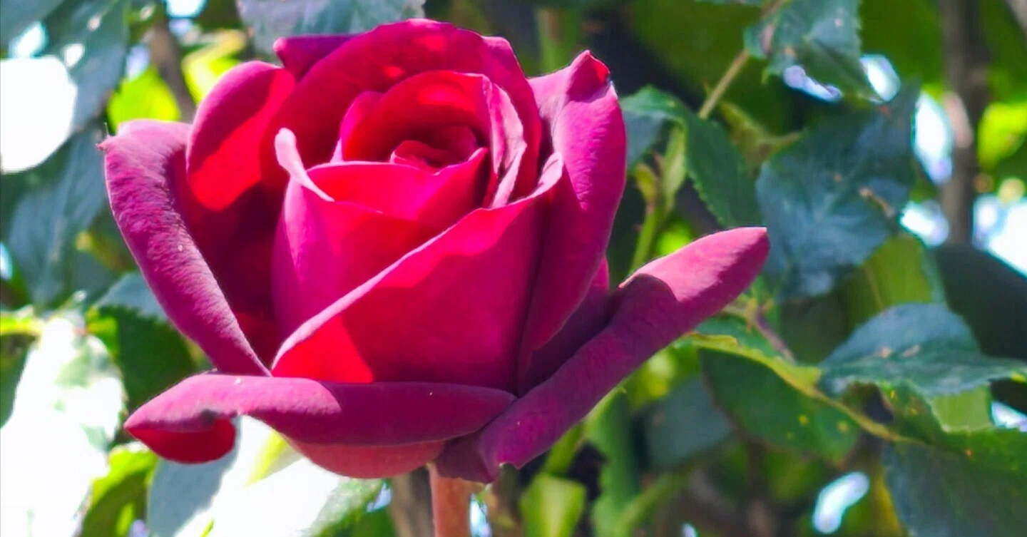 ロイズローズガーデン、秘密の花園～③赤い薔薇等コレクション（2025年