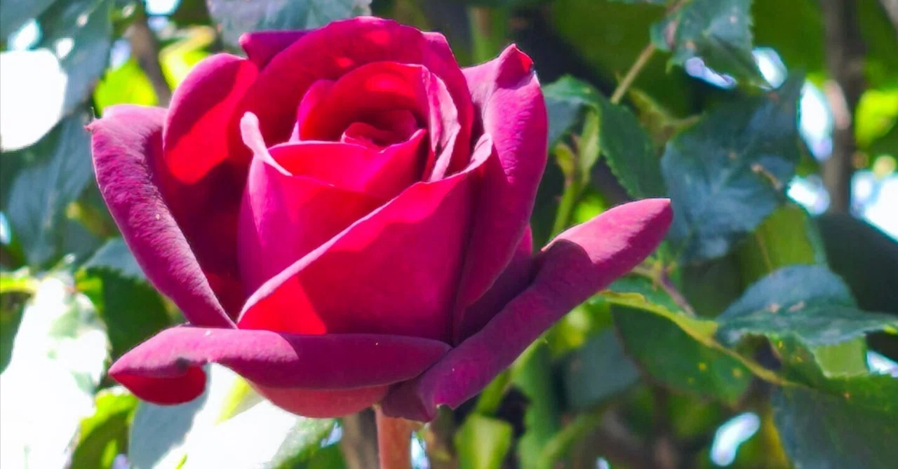 ロイズローズガーデン、秘密の花園～③赤い薔薇等コレクション（2025年