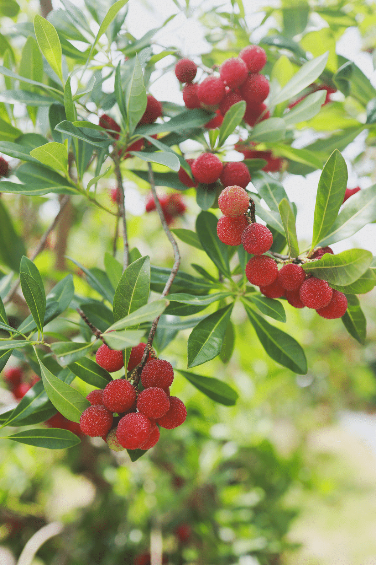 みかんやまもも 温室山北蜜柑 Mサイズ5K 特選 | 夏 Summer fruits,温室山北