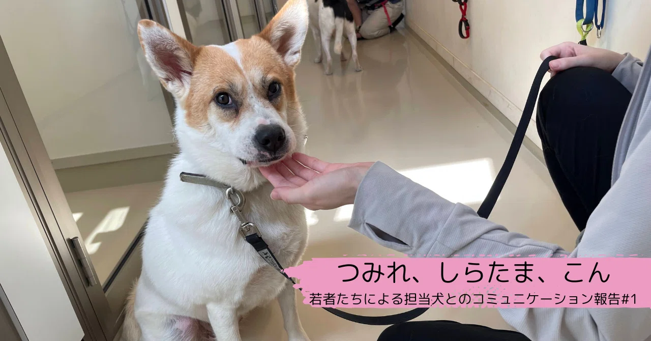 Tsumire, Shiratama, Kon: Communication Reports from Young People 