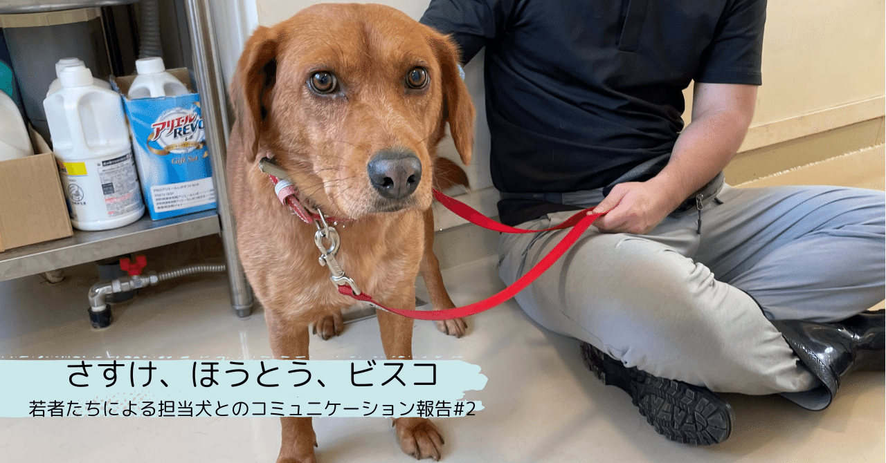 さすけ、ほうとう、ビスコ：若者たちによる担当犬との