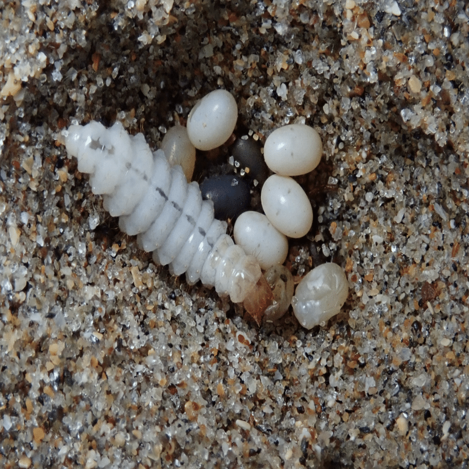 たけむし ミイデラゴミムシ終齢幼虫に冷凍したケラの卵を与える｜トモロウ