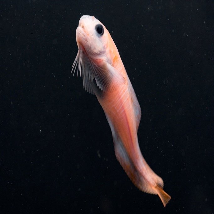 コンニャクウオ こんにゃく魚 Gelate ジェレイト Note