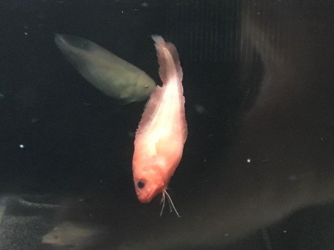 コンニャクウオ こんにゃく魚 Gelate ジェレイト Note コンニャクウオ こんにゃく魚 Gelate ジェレイト Note
