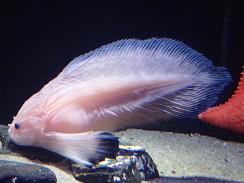 コンニャクウオ こんにゃく魚 Gelate ジェレイト Note