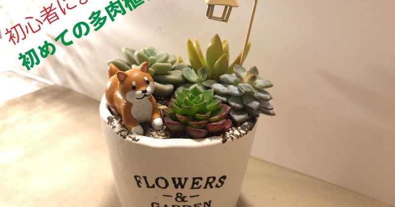 初心者による多肉植物の寄せ植え ちゃむちゃむ多肉 Note