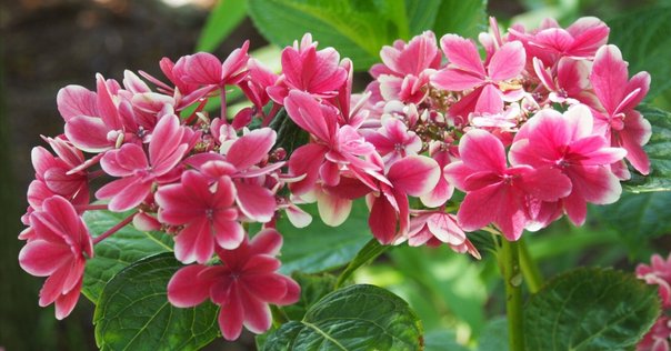 ミニサイズモノメタルモデル「木花咲耶(コノハナサクヤ)」｜en