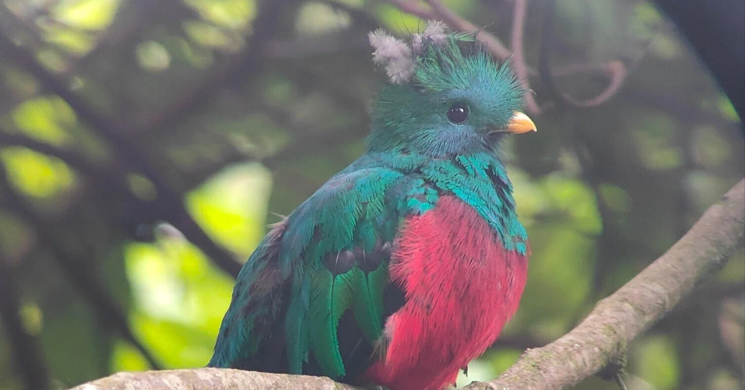 To the deep mountains of Costa Rica to meet the legendary Quetzal