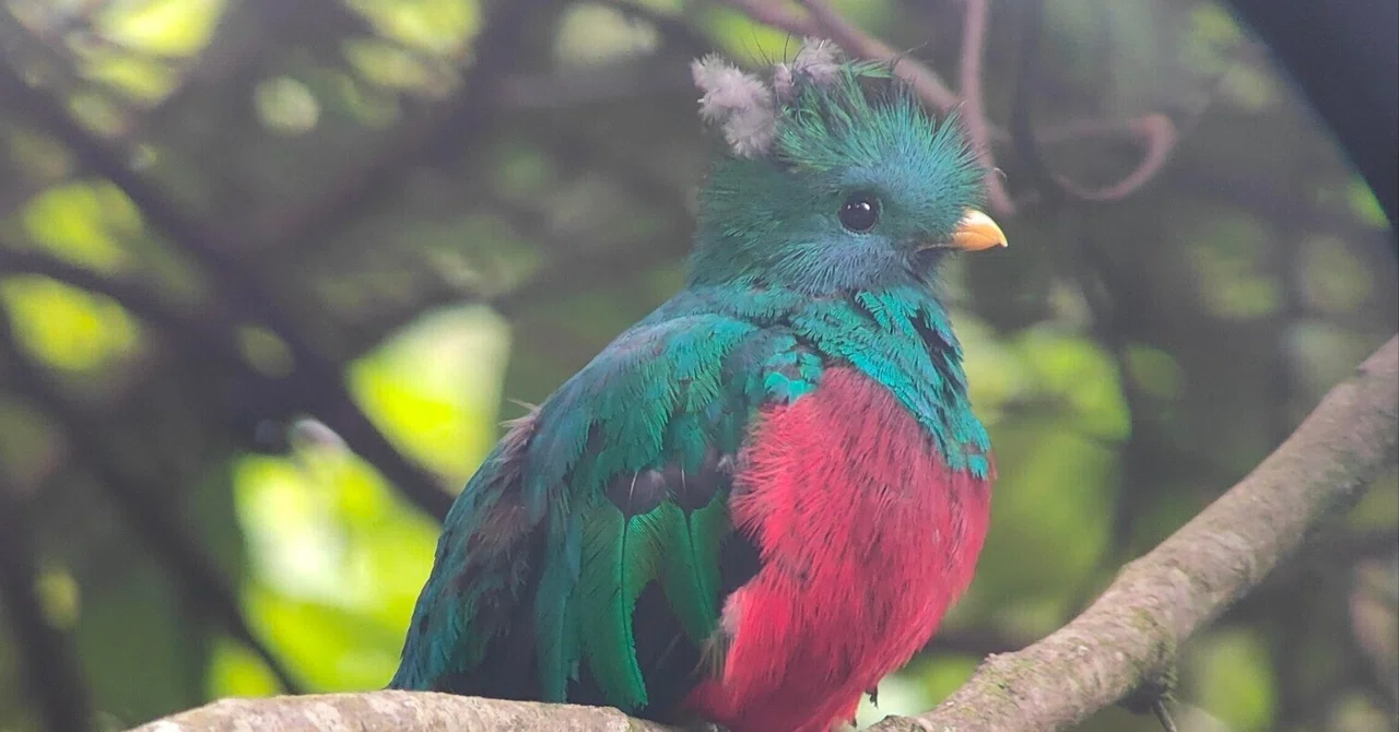 To the deep mountains of Costa Rica to meet the legendary Quetzal