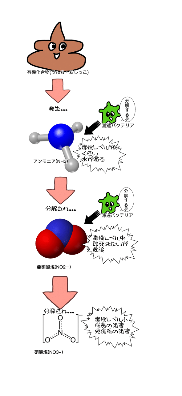 水槽の立ち上げのキホン 生物濾過について知ろう うさこ Aquarium Note 水槽の立ち上げのキホン 生物濾過について知ろう うさこ Aquarium Note