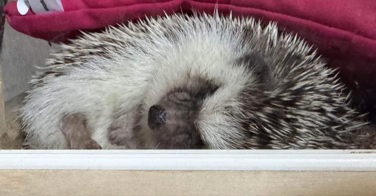 Flat sleeping hedgehog cracker. I'm happy to see such relaxed sleeping ...