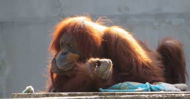 オランウータン☻ ボルネオオランウータン＜Bornean Orang-utan＞ | ＠図鑑学