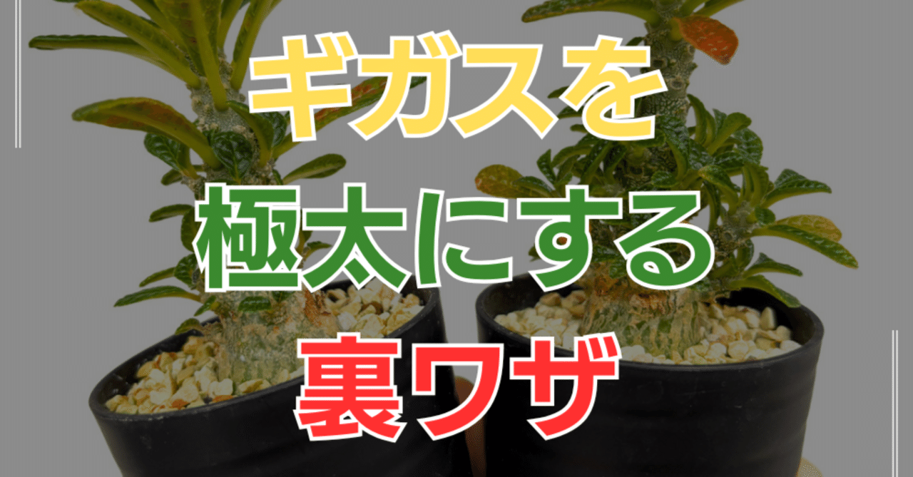 ドルステニアギガス 発根済み 【公式通販】