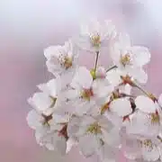 朔