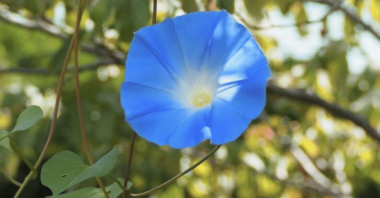 7月2日、1日ソフトフロント120円、メディシノバ 186円。ソフトフロントは、あのインサイダー疑惑やPTSの高値も、もしかしたら機関投資家の仕掛けだったかも。メディシノバは東京とナスダック の謎の爆下げは｜kuronekomarimo