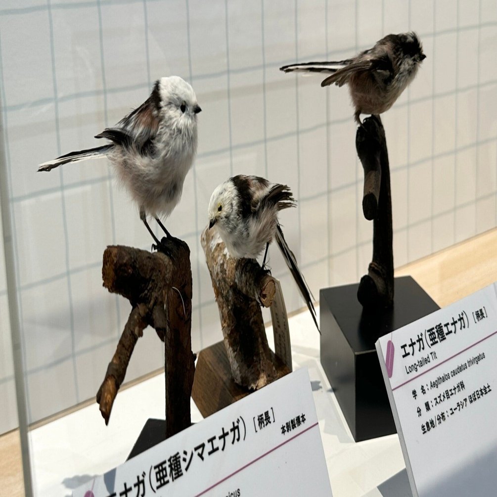 特別展「鳥」(鳥展) で、ぬまがさワタリさんのイラストが素敵だった