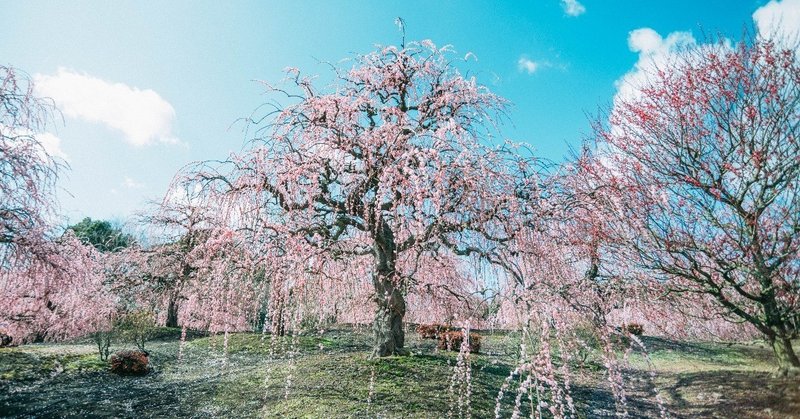 桜が待ち遠しい でもその前に三重県鈴鹿市で しだれ梅まつり を堪能 鈴鹿の森庭園 きままに三重移住 Dj Tai2u Note