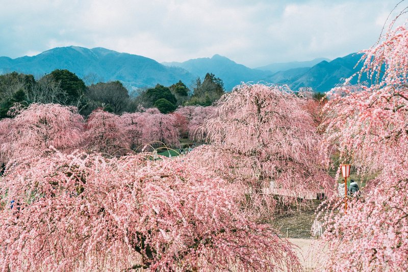 桜が待ち遠しい でもその前に三重県鈴鹿市で しだれ梅まつり を堪能 鈴鹿の森庭園 きままに三重移住 Dj Tai2u Note 桜が待ち遠しい でもその前に三重県鈴鹿市で しだれ梅まつり を堪能 鈴鹿の森庭園 きままに三重移住 Dj Tai2u Note