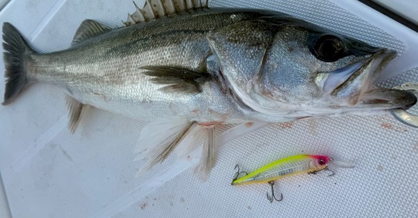 万能竿シマノルアーマチックS86MLで海釣りを始めよう！｜Fam