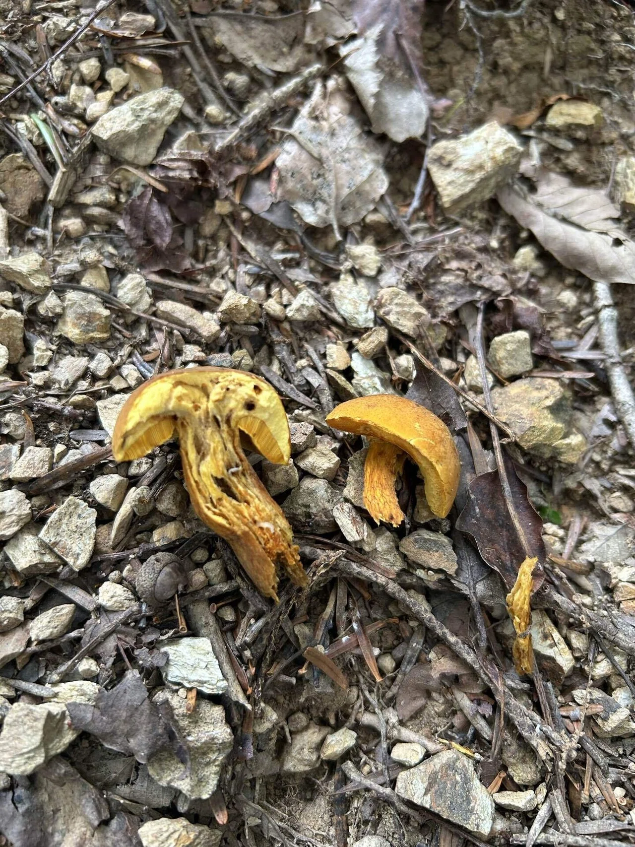 ポルチーニは公園で その2 アカヤマドリ｜ゆたし