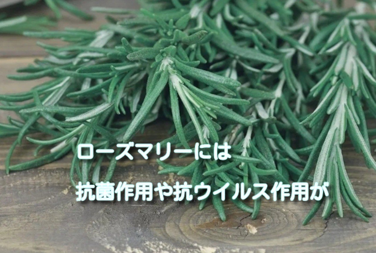ローズマリーは抗菌作用や抗ウイルス作用があるといわれています Keypointweb Note ローズマリーは抗菌作用や抗ウイルス作用があるといわれています Keypointweb Note