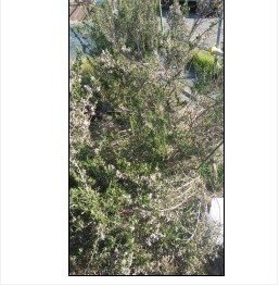 ローズマリーは抗菌作用や抗ウイルス作用があるといわれています Keypointweb Note ローズマリーは抗菌作用や抗ウイルス作用があるといわれています Keypointweb Note