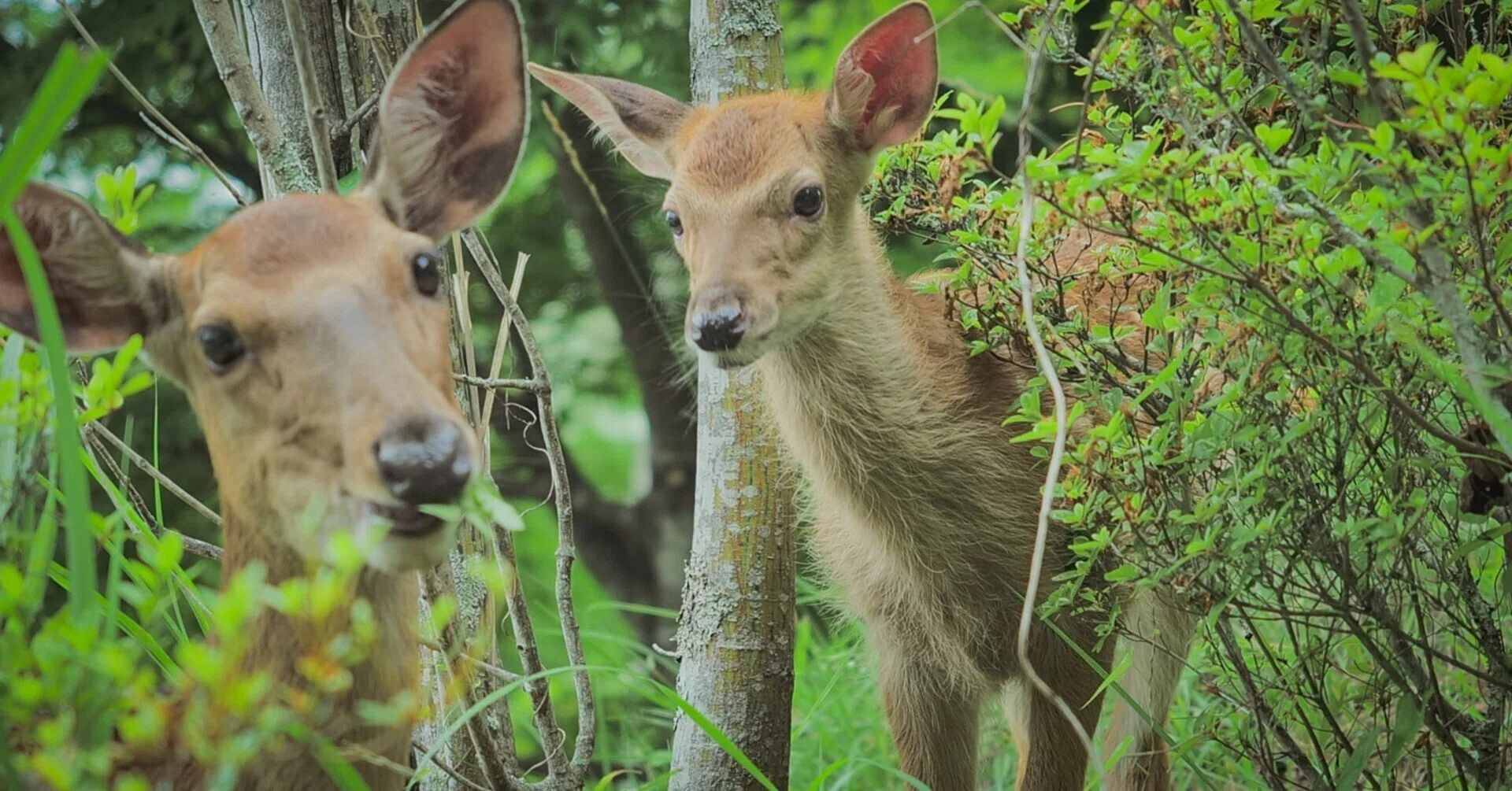 お参りに行ったら鹿の家族とエンカウントした話｜画家 島村由希