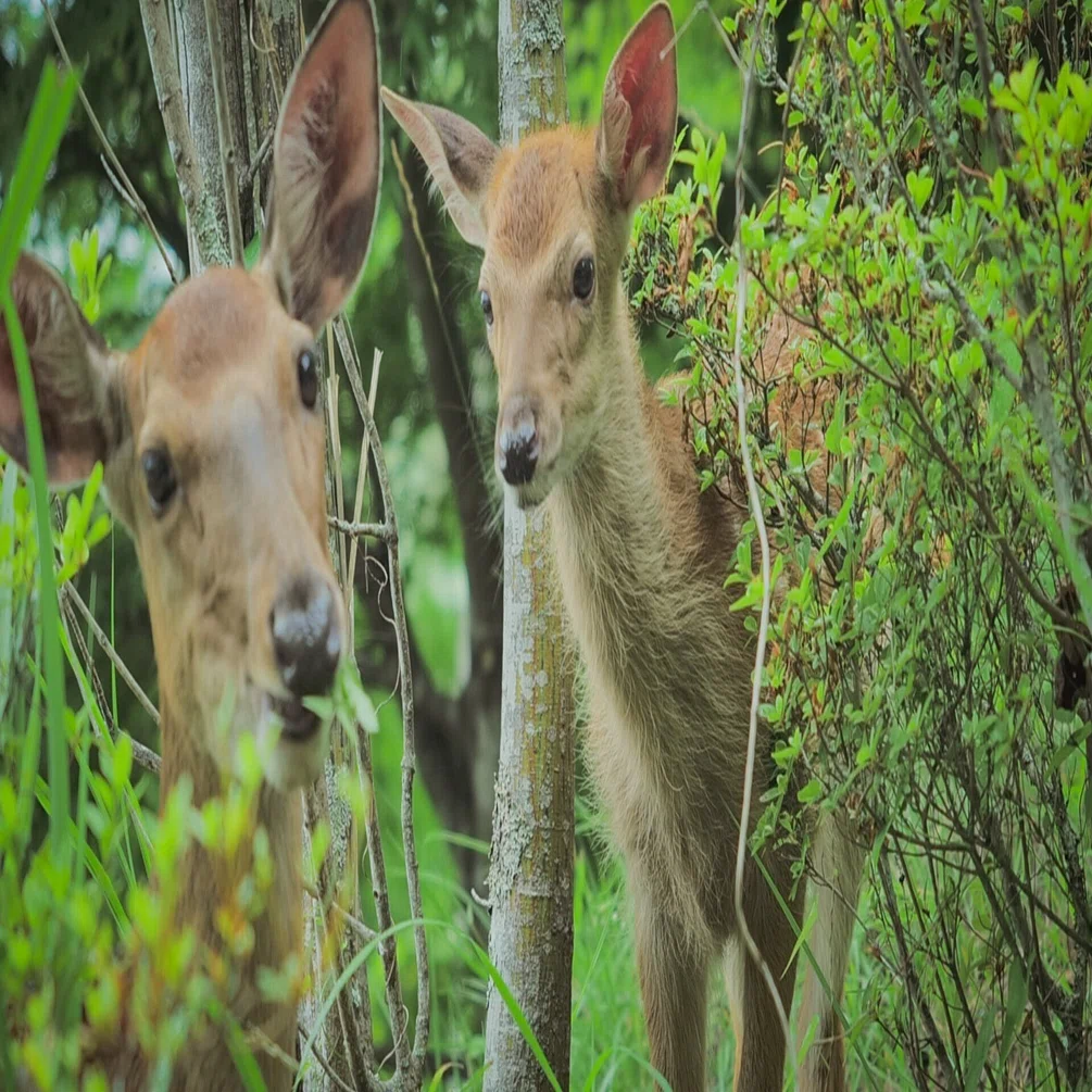 お参りに行ったら鹿の家族とエンカウントした話｜画家 島村由希