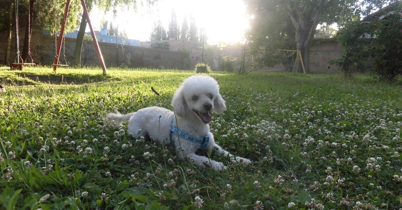 僕とアルゼンチン妻とボビーの三角関係 奥川駿平 Note