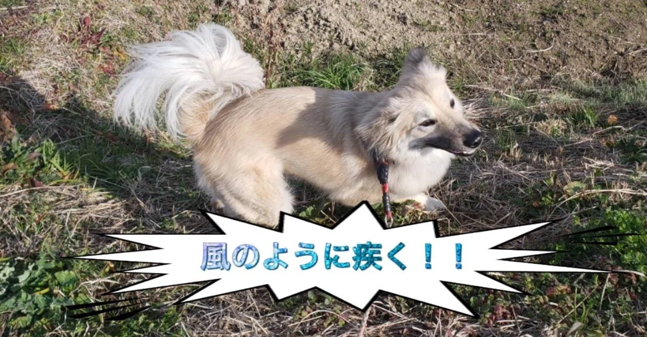 意外と知らない 散歩と運動の違い徹底解説 ドッグライフサポーター 獅子パパ Note