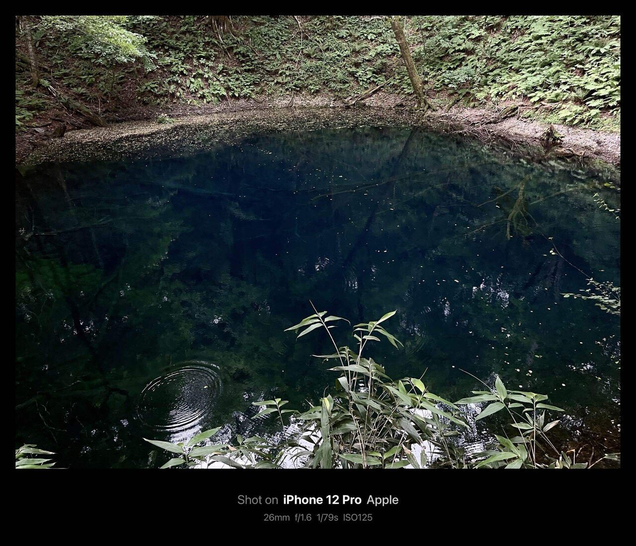 【青い湖ページ】 十二湖 | 青池 / Lake Juniko[Twelve Lakes] | Aoike Pond【2021
