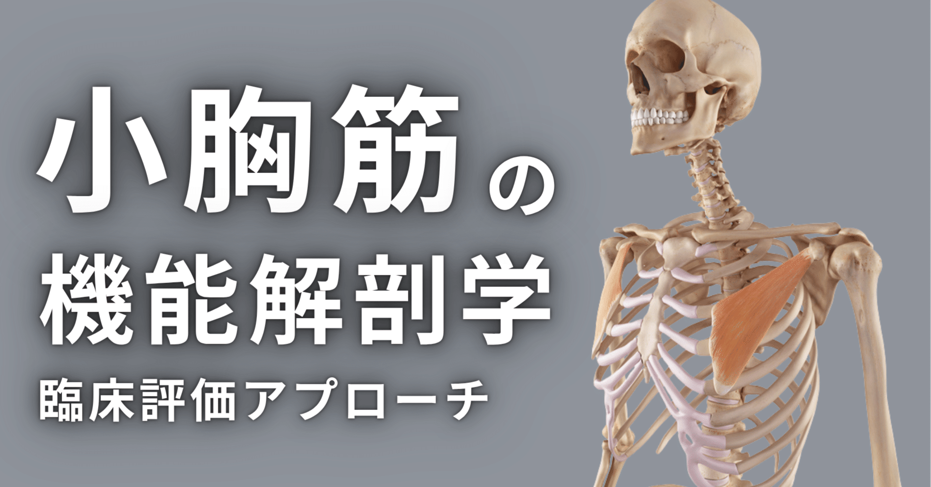 臨床応用のための画像解剖学 バトラー ミッチェル ヒアリー著 臨床応用