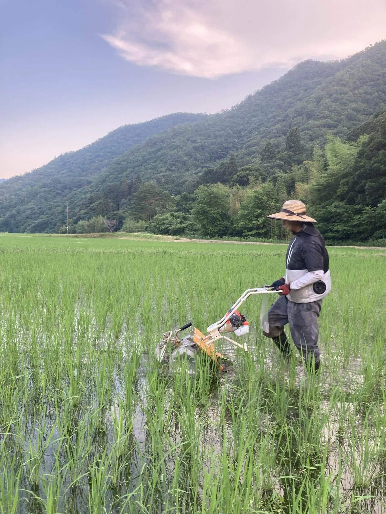 田んぼの草取り❗️《珍しい生き物も一緒✨》｜大橋あきひさ 農薬を
