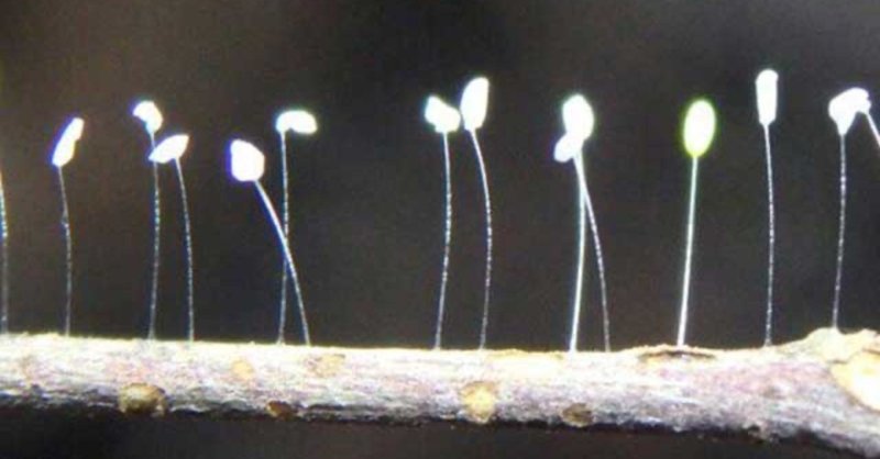動物界と植物界の統合 優曇華の花 と くさかげろうの卵 うちゅうのしずく Cosmic Pure Love Note
