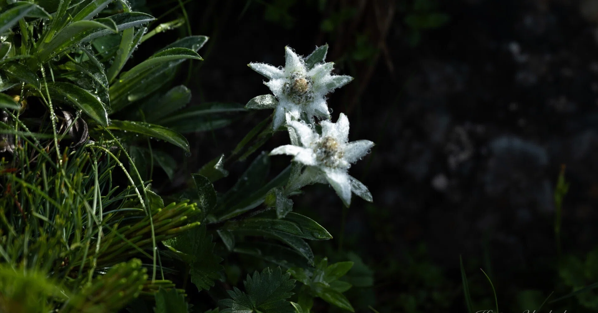 蛇紋岩に咲く花々｜無為の茶客 | Kazuo Yoshida