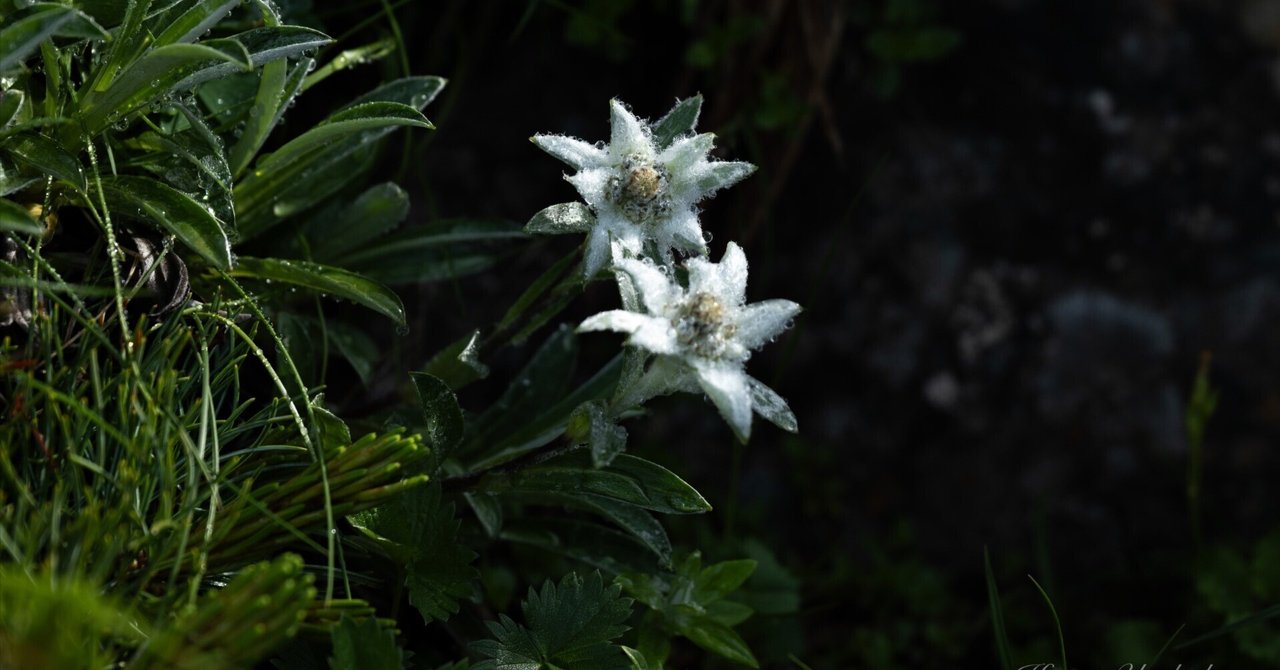藍九谷氷砕鷺草花紋上手江戸期　わかる方に 藍九谷氷砕鷺草花紋上手江戸期 わかる方に