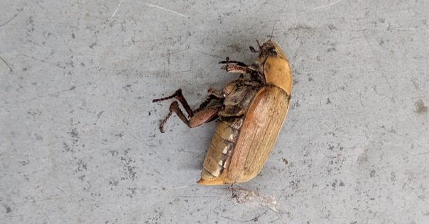 かねむし カナブン - Wikipedia