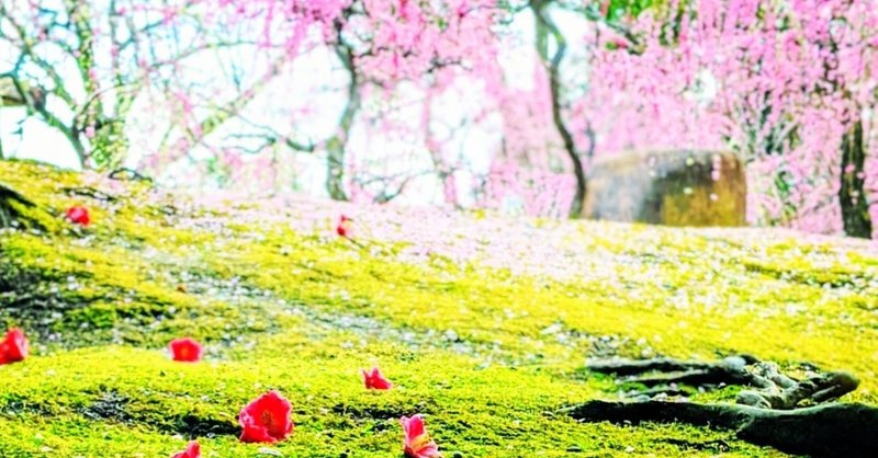 今が見頃！枝垂れ梅と落ち椿【京都旅】