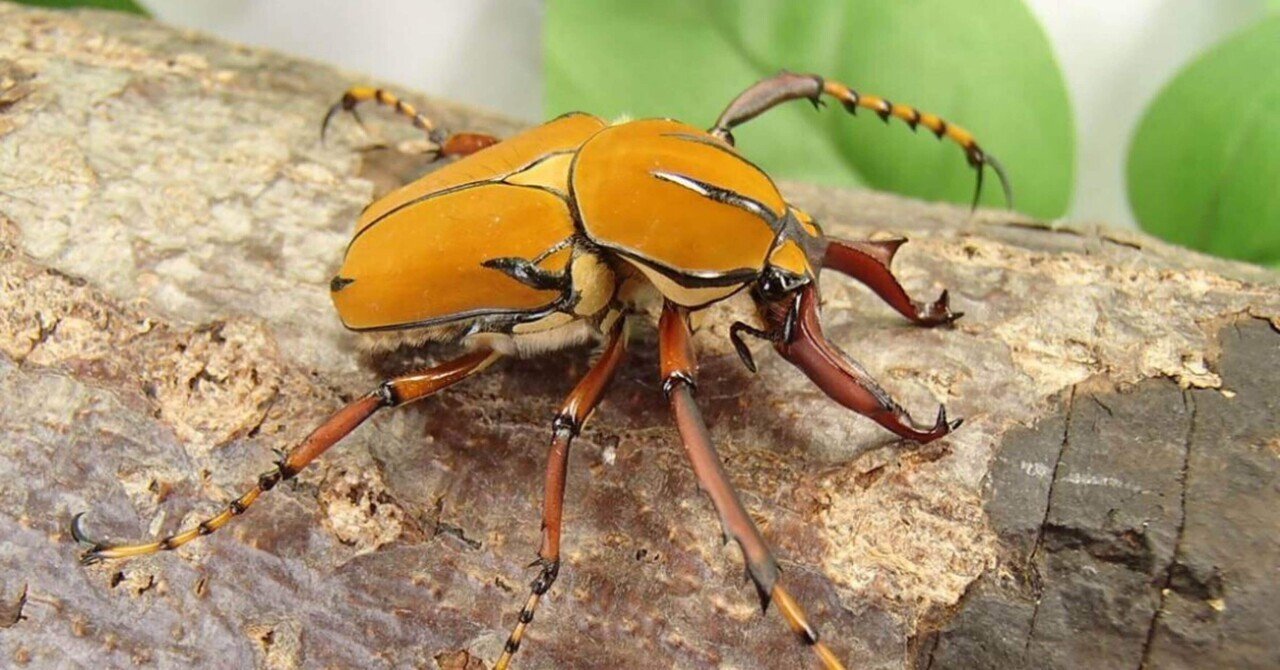 ゴライアスゴリアテス♀Х2