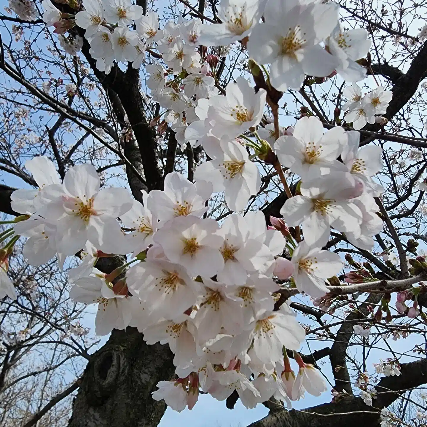 蒼井瑠璃
