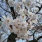 蒼井瑠璃