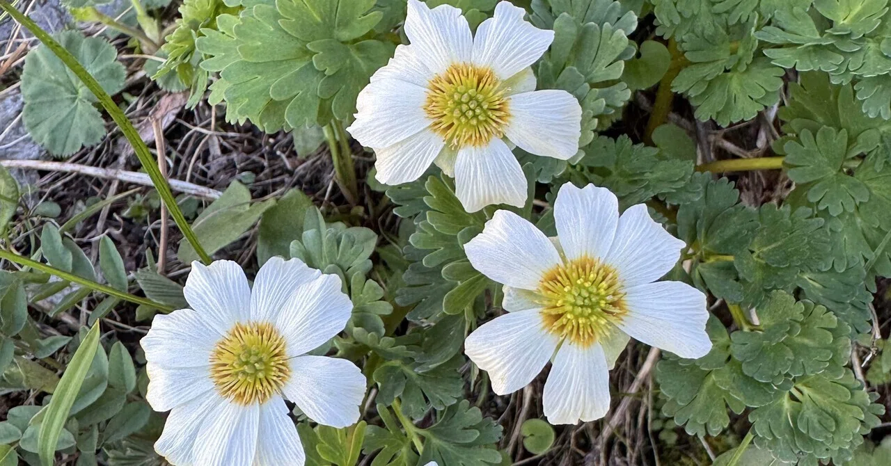 キタダケソウを見に北岳へ｜shigeppe