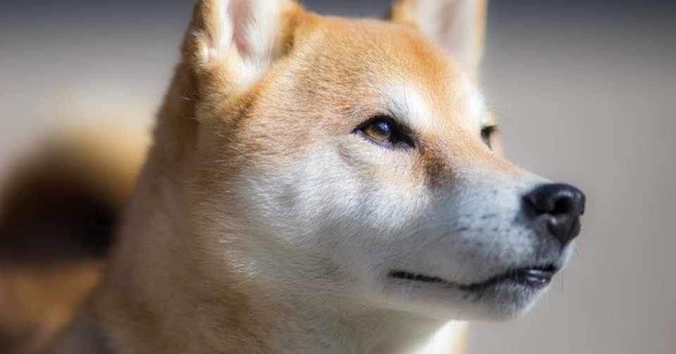 柴犬におすすめのドッグフードの選び方 人気ランキング1位は 犬の餌情報局 Note