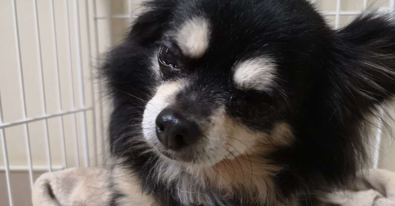 シニア犬の 可愛さと 切なさと 大変さと ２ Ym Factory Note