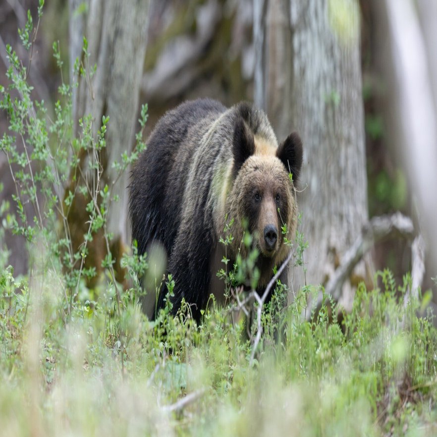 OSO18事件：4年間にわたる