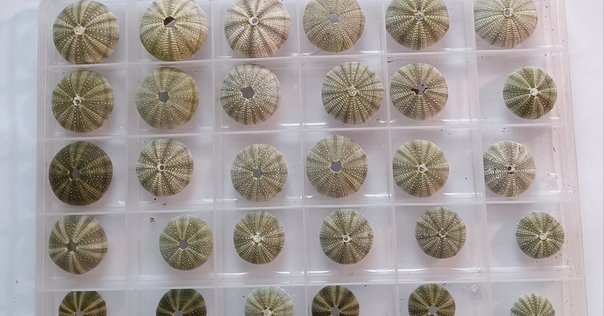 30年前に拾って乾燥させてあった流木 拾ってきた流木の下処理（アク抜き）方法を伝授します