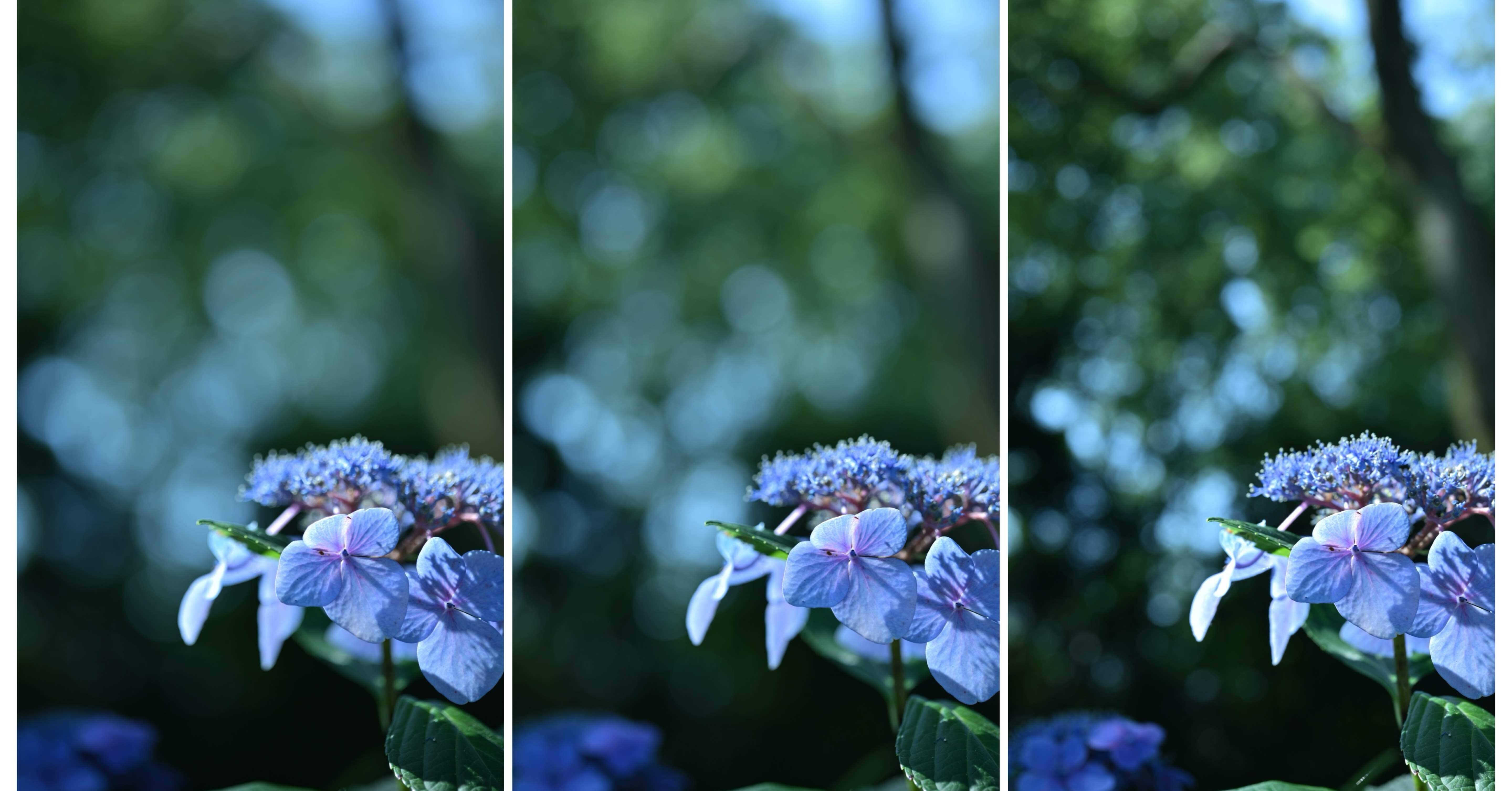 Z6III】APO-LANTHAR 50mm F2のボケを調査しました｜マサヒデ | カメラ