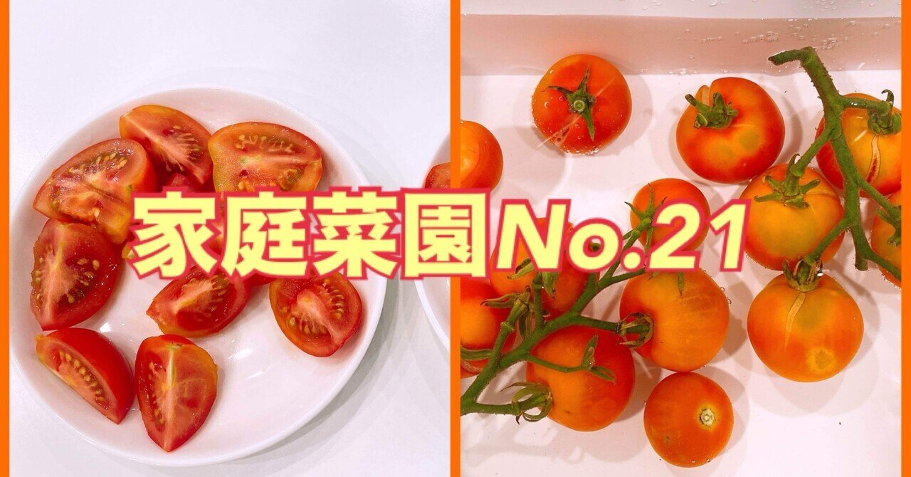 沙羅の畑のトマト　ご予約ページです　ご希望の方には専用出品させて頂きます♪ 美味しそうなトマトが沢山収穫出来ました🍅｜就労継続支援B型